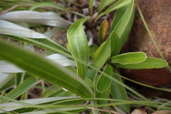 Helichrysum krebsianum