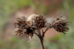 Helichrysum krebsianum