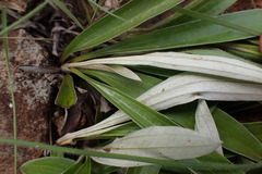Helichrysum krebsianum