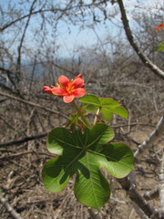 Jatropha nudicaulis