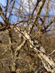 Ulmus