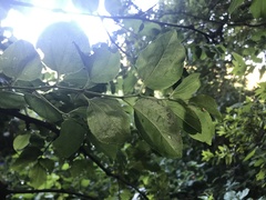 Ziziphus rivularis