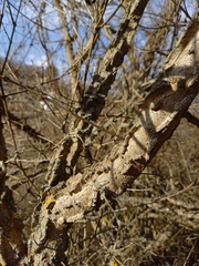 Ulmus