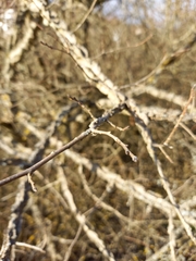 Ulmus