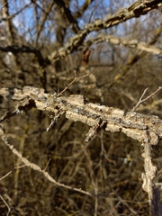 Ulmus