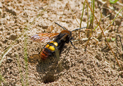 Megascolia maculata maculata
