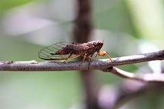 Palapsalta circumdata