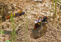 Megascolia maculata maculata