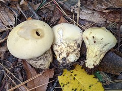Lycoperdon flavotinctum