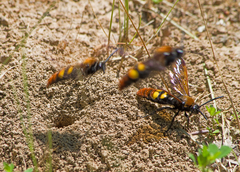 Megascolia maculata maculata