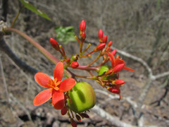 Jatropha nudicaulis