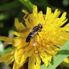 Anasimyia bilinearis
