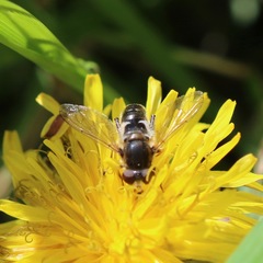 Anasimyia bilinearis