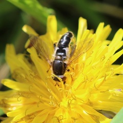 Anasimyia bilinearis