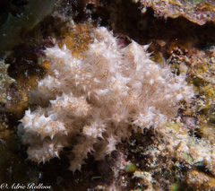 Phyllodesmium koehleri