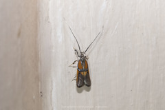 Tisis helioclina