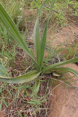 Hypoxis obtusa