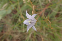Wahlenbergia denticulata