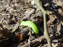 Orthosia cerasi