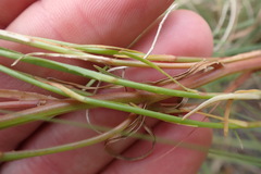 Wahlenbergia denticulata