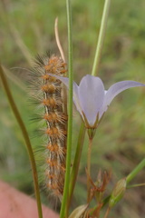 Wahlenbergia denticulata
