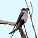 Crested Treeswift - Photo (c) David Cook, some rights reserved (CC BY-NC)