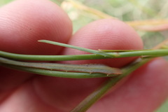 Wahlenbergia denticulata