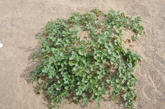 Jaborosa magellanica