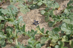 Jaborosa magellanica