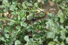 Jaborosa magellanica