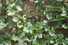 Jaborosa magellanica