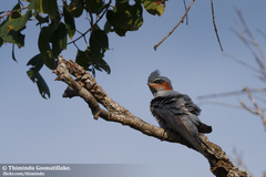 Crested Treeswift photo 2