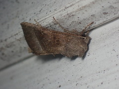 Papaipema nebris