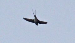 Crested Treeswift photo 3
