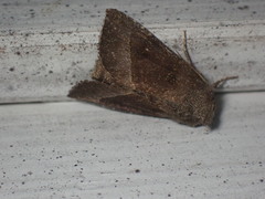 Papaipema nebris