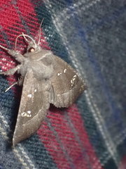 Papaipema nebris