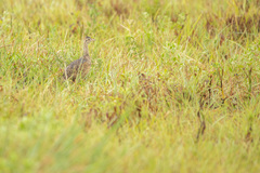 Rhynchotus rufescens