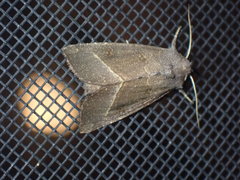Papaipema nebris