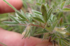 Leobordea divaricata