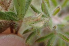 Leobordea divaricata