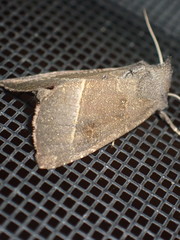 Papaipema nebris