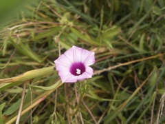 Ipomoea grandifolia