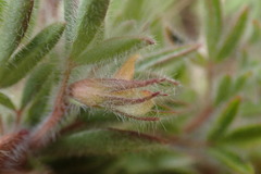 Leobordea divaricata