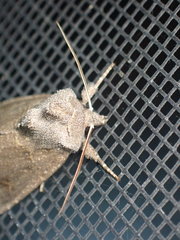 Papaipema nebris
