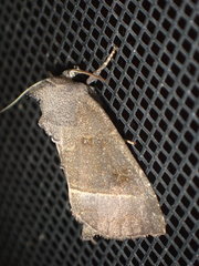 Papaipema nebris