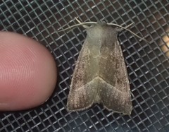Papaipema nebris