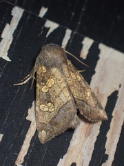 Papaipema cataphracta