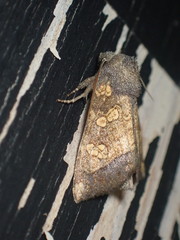 Papaipema cataphracta