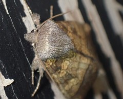 Papaipema cataphracta