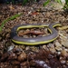 Nguyen's Caecilian - Photo (c) Chris Oldnall, some rights reserved (CC BY-SA), uploaded by Chris Oldnall